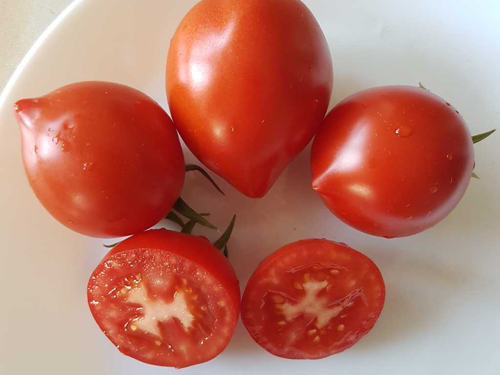 Hybrid Tarasenko Jubileum